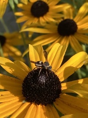 Epeolus bifasciatus