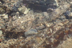 Favonigobius exquisitus