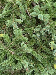 Picea glauca