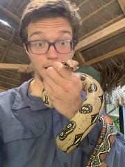 Boa constrictor constrictor