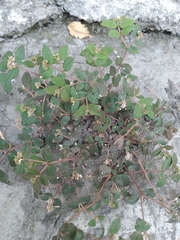 Euphorbia ophthalmica