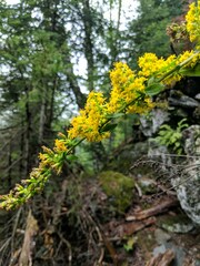 Solidago hispida