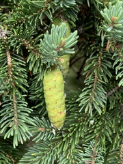 Picea glauca