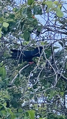 Patagioenas leucocephala