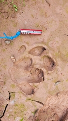 Tapirus terrestris