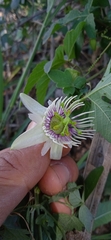 Passiflora bryonioides