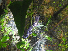 Cyrtodactylus deccanensis