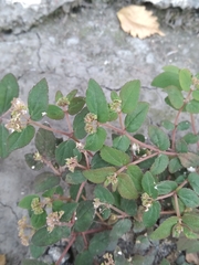 Euphorbia ophthalmica