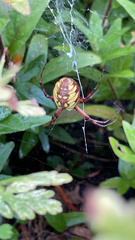 Argiope aurantia
