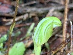 Pterostylis concinna