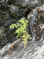 Cryptogramma stelleri
