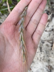 Elymus canadensis