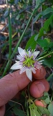 Passiflora bryonioides