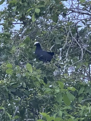 Patagioenas leucocephala