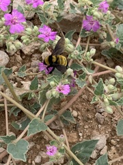 Bombus sonorus