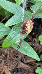 Argiope aurantia