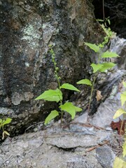 Chenopodiastrum simplex