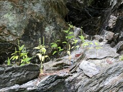 Chenopodiastrum simplex