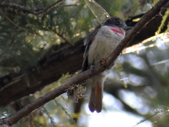 Pachyramphus aglaiae