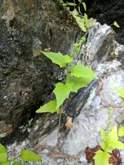 Chenopodiastrum simplex