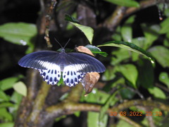 Papilio polymnestor