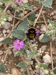 Bombus sonorus