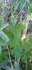 Passiflora bryonioides