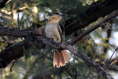 Pachyramphus aglaiae