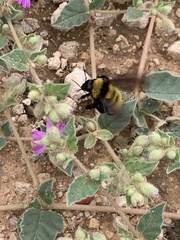 Bombus sonorus