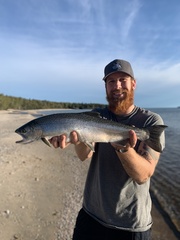 Oncorhynchus kisutch