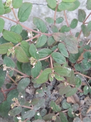 Euphorbia ophthalmica