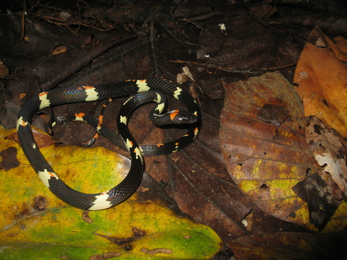 Photo of a Worontzow's Spotted Night Snake (Siphlophis worontzowi)