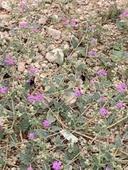 Bombus sonorus