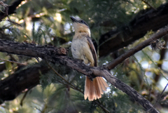 Pachyramphus aglaiae