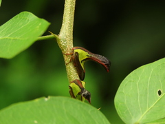 Umbonia crassicornis