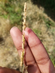 Beckmannia syzigachne