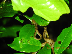 Boiga