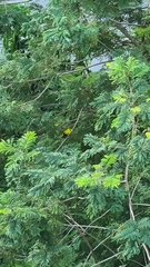 Oriolus chinensis