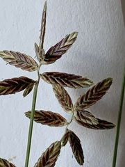 Cyperus bipartitus