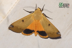 Ophiusa disjungens
