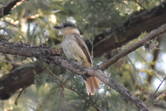 Pachyramphus aglaiae