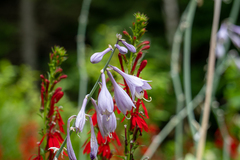 Hosta sieboldii