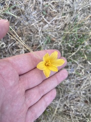 Zephyranthes tubispatha