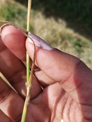 Beckmannia syzigachne