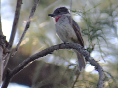 Pachyramphus aglaiae