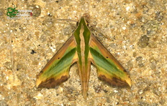 Pergesa acteus