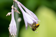 Megachile centuncularis