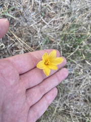 Zephyranthes tubispatha