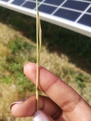 Beckmannia syzigachne