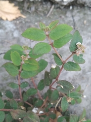 Euphorbia ophthalmica